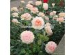 Роза Garden of Roses ADR (флорибунда)- Kordes - 1 брой - 4t
