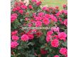 Роза Gartenfreund ADR - 1 брой - 2t
