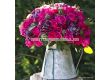 Роза Gartenfreund ADR - 1 брой - 3t