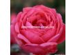 Роза Gartenprinzessin Marie-José (флорибунда) серия Parfuma-Kordes- 1 брой - 1t