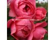 Роза Gartenprinzessin Marie-José (флорибунда) серия Parfuma-Kordes- 1 брой - 2t