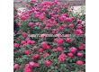 Роза Gartenprinzessin Marie-José (флорибунда) серия Parfuma-Kordes- 1 брой - 3t