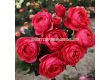 Роза Gartenprinzessin Marie-José (флорибунда) серия Parfuma-Kordes- 1 брой - 4t