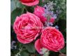 Роза Gartenprinzessin Marie-José (флорибунда) серия Parfuma-Kordes- 1 брой - 5t