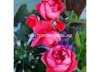Роза Gartenprinzessin Marie-José (флорибунда) серия Parfuma-Kordes- 1 брой - 6t