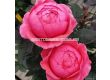 Роза Gartenprinzessin Marie-José (флорибунда) серия Parfuma-Kordes- 1 брой - 7t