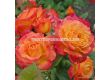 Роза Gartenspaß - 1 брой - 1t