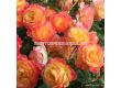 Роза Gartenspaß - 1 брой - 2t