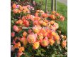 Роза Gartenspaß - 1 брой - 3t