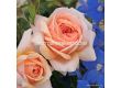 Роза Garden of Roses ADR (флорибунда)- Kordes - 1 брой - 1t