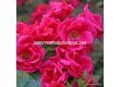 Роза Gartenfreund ADR - 1 брой - 1t