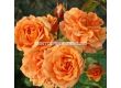 Роза Bentheimer Gold (Малка храстова роза) - серия RigoRosen - Kordes - 1 брой - 2t