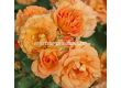 Роза Bentheimer Gold (Малка храстова роза) - серия RigoRosen - Kordes - 1 брой - 1t