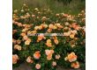 Роза Bentheimer Gold (Малка храстова роза) - серия RigoRosen - Kordes - 1 брой - 3t
