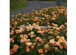 Роза Bentheimer Gold (Малка храстова роза) - серия RigoRosen - Kordes - 1 брой - 4t