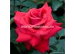 Роза Grande Amore ADR - 1 брой - 1t