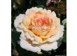 Роза Großherzogin Luise (хибридна чаена роза) - серия Parfuma-Kordes- 1 брой - 1t