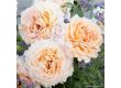 Роза Großherzogin Luise (хибридна чаена роза) - серия Parfuma-Kordes- 1 брой - 2t