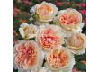 Роза Großherzogin Luise (хибридна чаена роза) - серия Parfuma-Kordes- 1 брой - 3t