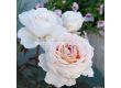 Роза Großherzogin Luise (хибридна чаена роза) - серия Parfuma-Kordes- 1 брой - 6t