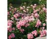 Роза Home & Garden (роза флорибунда) серия Märchen Rosen - Kordes - 1 брой - 4t