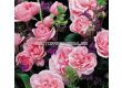 Роза Home & Garden (роза флорибунда) серия Märchen Rosen - Kordes - 1 брой - 3t