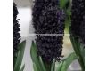 Зюмбюл/ Hyacinths orientalis 'Midnight Sky - 1 бр. - 2t