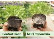 Микориза INOQ A600 - 3t