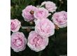 Роза Königin Marie (хибридна чаена роза) - серия Parfuma-Kordes- 1 брой - 1t