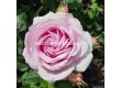 Роза Königin Marie (хибридна чаена роза) - серия Parfuma-Kordes- 1 брой - 3t