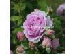 Роза Königin Marie (хибридна чаена роза) - серия Parfuma-Kordes- 1 брой - 2t