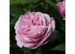 Роза Königin Marie (хибридна чаена роза) - серия Parfuma-Kordes- 1 брой - 4t