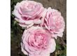 Роза Königin Marie (хибридна чаена роза) - серия Parfuma-Kordes- 1 брой - 6t
