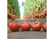 Семена домати KS 204 F1-100 семена - 3t