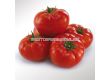 Семена домати KS 202 F1 - 100 семена - 1t