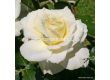 Роза La Perla ADR - 1 брой  - 3t