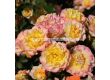 Роза LandLust (храстова роза), серия Heckenzauber- Kordes- 1 брой - 2t