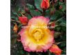 Роза LandLust (храстова роза), серия Heckenzauber- Kordes- 1 брой - 1t