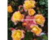 Роза LandLust (храстова роза), серия Heckenzauber- Kordes- 1 брой - 6t