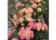 Роза LandLust (храстова роза), серия Heckenzauber- Kordes- 1 брой - 3t