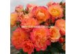 Роза LandLust (храстова роза), серия Heckenzauber- Kordes- 1 брой - 5t