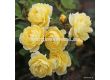 Роза Lemon Siluetta® (катерлива роза) серия Siluetta - Kordes-1 брой - 1t