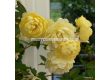 Роза Lemon Siluetta® (катерлива роза) серия Siluetta - Kordes-1 брой - 4t