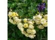 Роза Lemon Siluetta® (катерлива роза) серия Siluetta - Kordes-1 брой - 2t