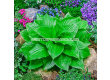 Хоста Miracle Lemony/ Hosta - 1 брой - 1t