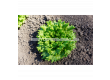 СЕМЕНА САЛАТА CAIPIRA, LETTUCE - 'SK - 20 семена - 4t