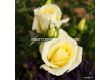 Роза Limona - 1 брой - 3t