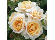 Роза Lions-Rose (флорибунда), серия Marchen Rosen-Kordes-1 брой - 5t