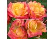 Роза Little Sunset (миниатюрна роза), серия Lilliputs - Kordes - 1 брой - 1t