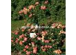 Роза Little Sunset (миниатюрна роза), серия Lilliputs - Kordes - 1 брой - 2t